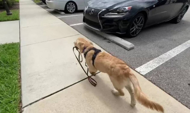 VIRAL: Σκύλος πιάνει το λουρί και η συνέχεια είναι… απόλαυση!