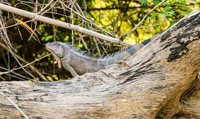 Top10: Δέκα εξαιρετικά δημοφιλείς τροφές του παρελθόντος που δεν καταναλώνουμε πλέον