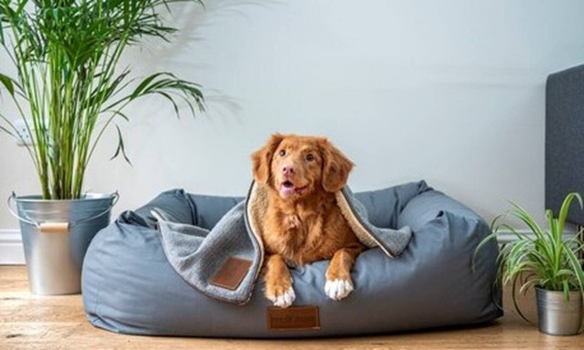 Top10: Δέκα ανησυχητικά «σημάδια» στη συμπεριφορά του σκύλου σας