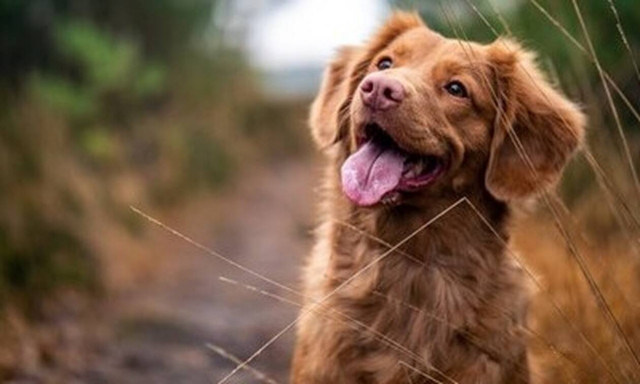 Top10: Δέκα τροφές που δεν πρέπει να μοιραζόμαστε με τον σκύλο μας