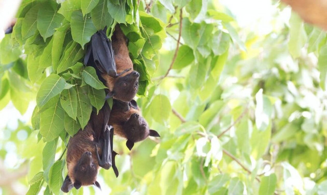 Παγκόσμια ανησυχία: Εντοπίστηκε θανατηφόρος ιός από νυχτερίδες σε σπηλιά της Αυστραλίας