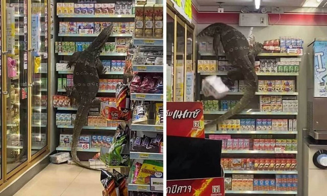 «Παγώνει» το αίμα σαύρα-γίγας που βολτάρει σε σούπερ μάρκετ
