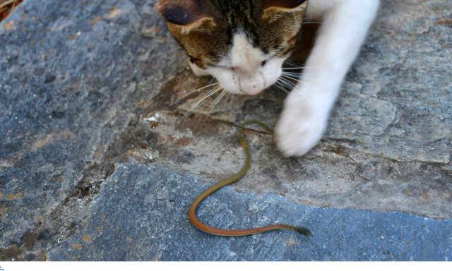 Πάτρα: Η απάτη με την κόμπρα που βγήκε για... σεργιάνι στο δρόμο