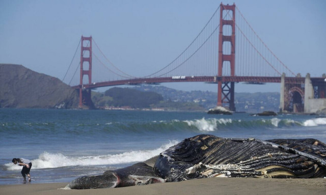 ΗΠΑ: Τέσσερις φάλαινες ξεβράστηκαν νεκρές σε παραλίες του Σαν Φρανσίσκο