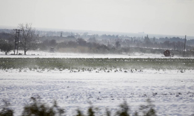 Μεγάλες καταστροφές στις αγροτικές καλλιέργειες Πέλλας και Ημαθίας λόγω παγετού