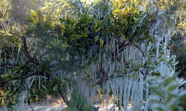 Ρεπορτάζ Newsbomb.gr: Ο πάγος «έκαψε» τα δέντρα σε Ημαθία - Πέλλα – Αποζημιώσεις ζητούν οι αγρότες