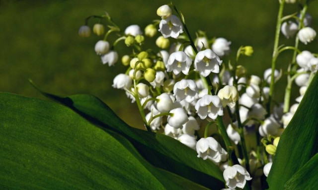 Πρωτομαγιά 2021: Μεταφέρεται η αργία - Δείτε πότε