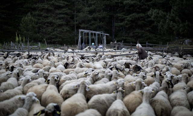 Πάσχα 2021: Λήψη μέτρων για την αποφυγή «ελληνοποιήσεων» σε αμνοερίφια και αυγά