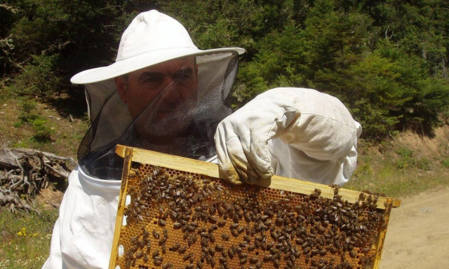 Σε λειτουργία η πλατφόρμα του Εθνικού Ηλεκτρονικού Μελισσοκομικού Μητρώου