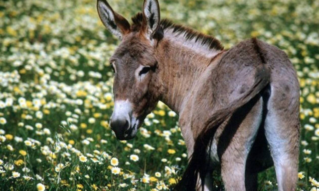 Γιατί πουλάει σαν «τρελό» το γάλα γαΐδούρας;