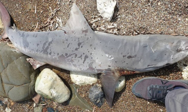 Κύπρος: Ξεβράστηκε νεκρός καρχαρίας στην Πόλη Χρυσοχούς (pics)