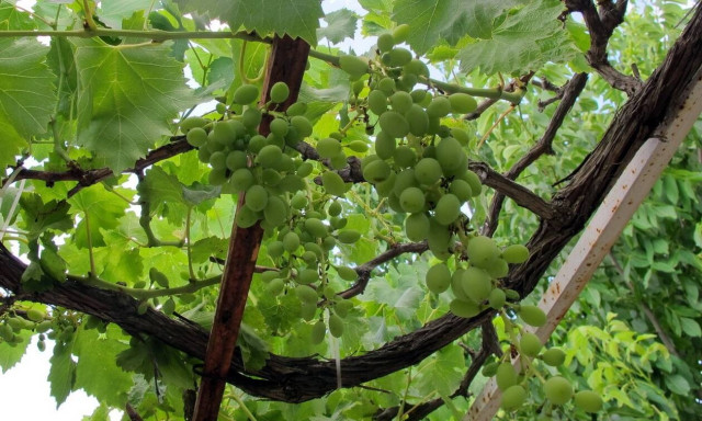 ΚΕΟΣΟΕ: Από σήμερα (22/4) οι αιτήσεις του «Πράσινου Τρύγου»