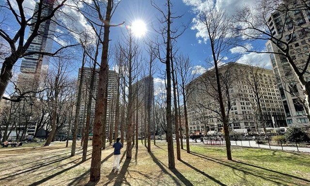 «Δάσος-φάντασμα», μια εγκατάσταση της Maya Lin στο Μανχάταν