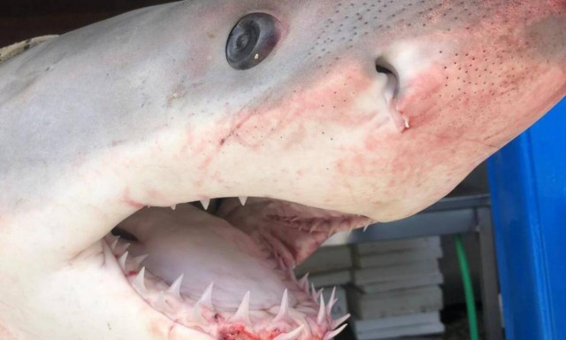 Νάξος: Δεν πίστευαν στα μάτια τους - Δείτε τι έβγαλαν από τα δίχτυα (pics)