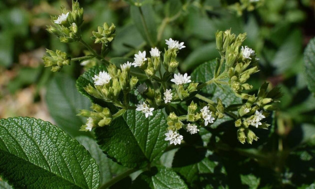 Δωρεάν πρόγραμμα κατάρτισης για την καλλιέργεια στέβιας στη Στερεά Ελλάδα
