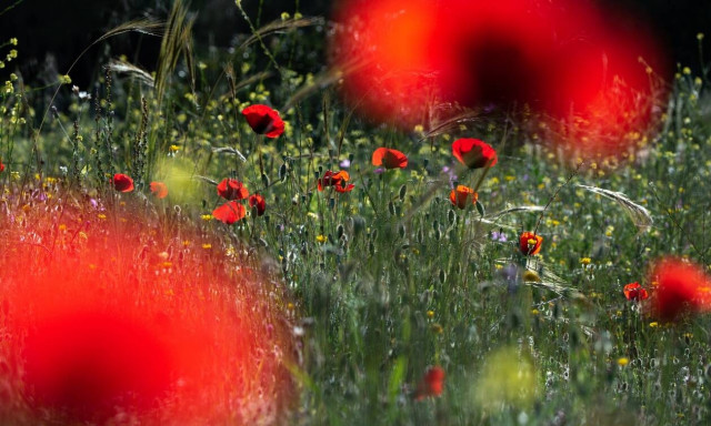 Καιρός: Πάσχα με... μίνι καύσωνα - Πού θα φτάσει ο υδράργυρος