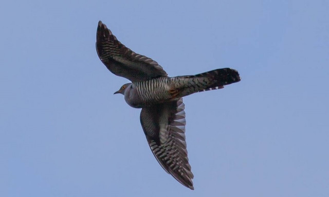 Ο πιο ταξιδιάρης κούκος στον κόσμο έχει διασχίσει τη Σαχάρα 10 φορές μέσα σε 5 χρόνια