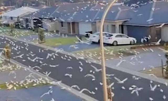 Θρίλερ στην Αυστραλία: Παπαγάλοι έκαναν... ντου σε χωριό - Κλειδώθηκαν στα σπίτια τους οι κάτοικοι