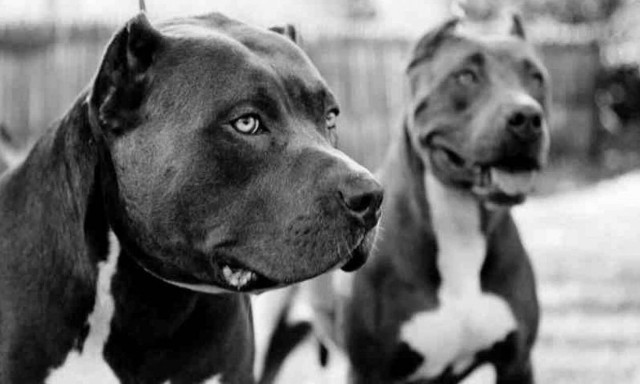 Τραγωδία στις ΗΠΑ: Πίτμπουλ κατασπάραξαν 7χρονο κορίτσι