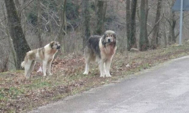 Λαμία: Τσοπανόσκυλα επιτέθηκαν σε γυναίκα και δύο παιδιά