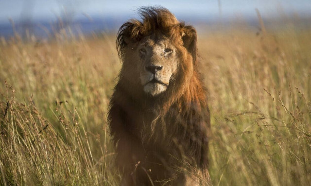 Νότια Αφρική: Η κυβέρνηση θα απαγορεύσει την εκτροφή λιονταριών σε αιχμαλωσία