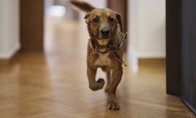 Άκης Σκέρτσος: «Δανείστηκε» τον Πίνατ του πρωθυπουργού για να στείλει ευχές