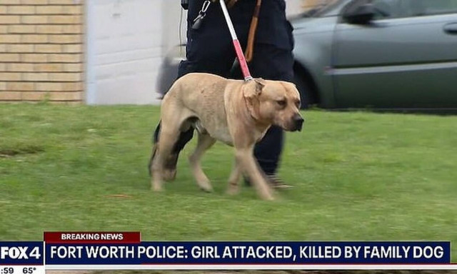 Φρίκη στις ΗΠΑ: Σκύλος κατασπάραξε 4χρονη στο σπίτι της