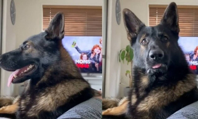 Σκύλος της αστυνομίας ακούει τη λέξη «κοκαΐνη» και αντιδρά επικά! (vid)