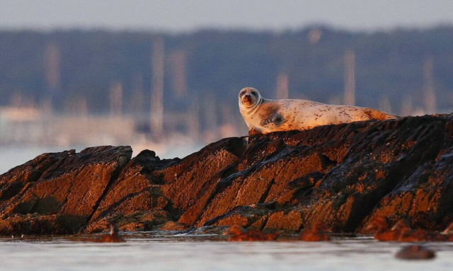 Ρωσία: Πάνω από 150 φώκιες βρέθηκαν νεκρές σε παραλία της Κασπίας στο Νταγκεστάν