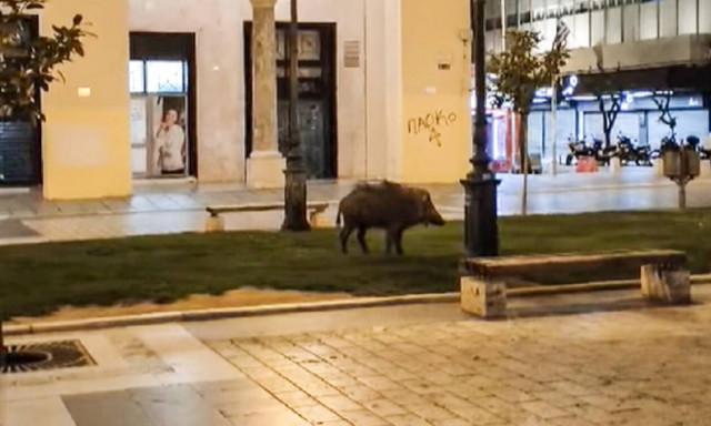 Θεσσαλονίκη: Αγριογούρουνο βγήκε για βόλτα στην Αριστοτέλους (video)