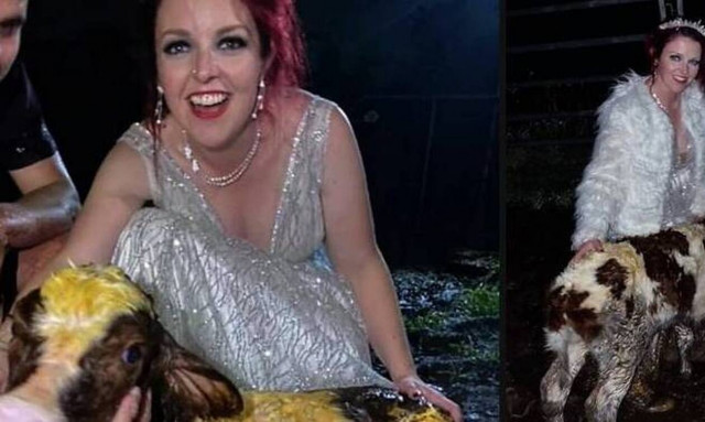 Aυστραλία: Νύφη βοηθά μοσχαράκι να γεννηθεί στη διάρκεια του γάμου της