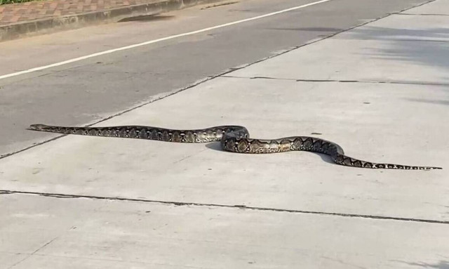Τρόμος στο Βόλο: Φίδι έκανε βόλτα σε κεντρικό δρόμο