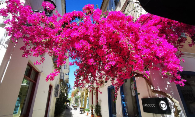 Οι βουκαμβίλιες του Ναυπλίου: Ζωντανοί πίνακες ζωγραφικής στολίζουν την πόλη (pics)