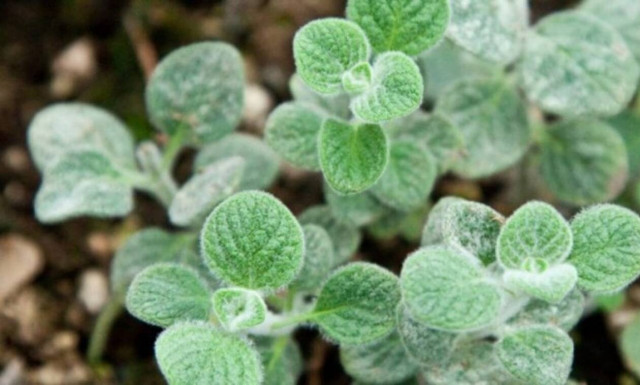 Δίκταμο: Ο «βασιλιάς» των βοτάνων της Κρήτης!