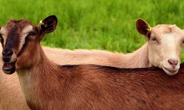 Κρήτη: Αδιανόητη εκδίκηση στο Ρέθυμνο - Έσφαξαν τις κατσίκες του γείτονα