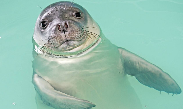 Σπάνιο περιστατικό στην Αλόννησο: Φώκια δάγκωσε τουρίστρια - Της επέφερε σοβαρά τραύματα στα πόδια