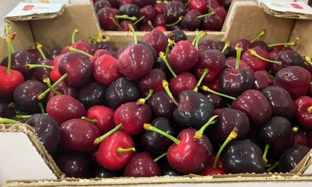 Λιγότερα και ακριβότερα τα κεράσια λόγω του παγετού