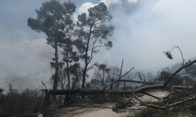 Φωτιά ΤΩΡΑ: Δραματικές στιγμές στα Μέγαρα! Παντού καπνός και στάχτη -Καταβρέχουν αυλές και μπαλκόνια