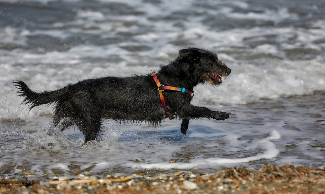 Νομοσχέδιο για τα ζώα συντροφιάς: Οι βασικοί άξονες, οι καινοτομίες και το «αγκάθι» που… ξεχάσανε!