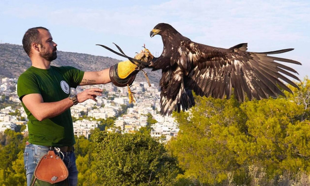 Ιερακοθηρία: Η τέχνη του 13ου π.Χ. αιώνα ξεκίνησε από την Ελλάδα και έφτασε στην… κατάρριψη drone!