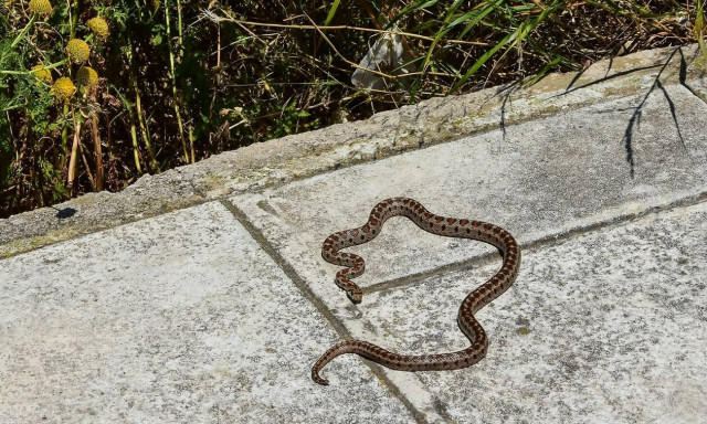 Θεσσαλονίκη: Τους έζωσαν τα φίδια! Μετά τα αγριογούρουνα και οχιές στο Πανόραμα