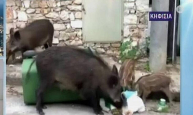 Τρόμος στην Κηφισιά με αγριογούρουνο που «απείλησε» μητέρα με μωρό στο καρότσι