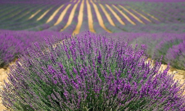 Ερευνητικά προγράμματα σε φυσικά προϊόντα ξεκινούν ΕΚΠΑ και Περιφέρεια Δ. Μακεδονίας