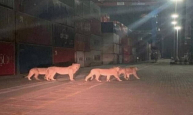 «Λιοντάρια δραπέτευσαν στο λιμάνι του Πειραιά»: Κινητοποίηση και fake news