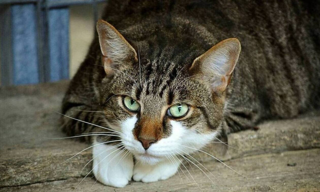 Βόλος: Αδιανόητο! Σκότωσε γάτα και την πέταξε στα σκουπίδια – Θα πληρώσει 30.000 ευρώ