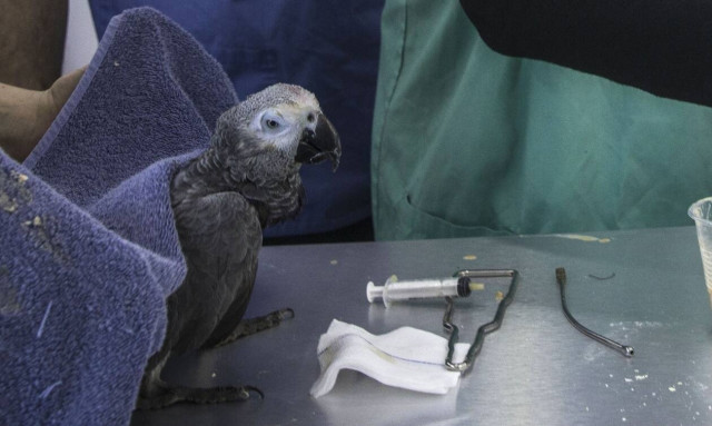 Μέση Ανατολή: Βαρύ το τίμημα του πολέμου και για τα κατοικίδια ζώα της Γάζας