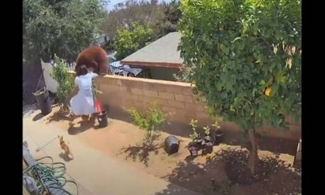 Απίστευτο βίντεο! Έφηβη «τα έβαλε» με αρκούδα για να σώσει τα σκυλιά της