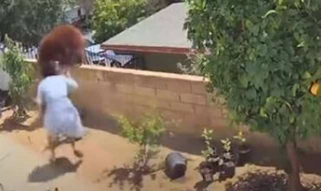 Βίντεο: Έδιωξε αρκούδα με γυμνά χέρια για να σώσει τα σκυλιά της