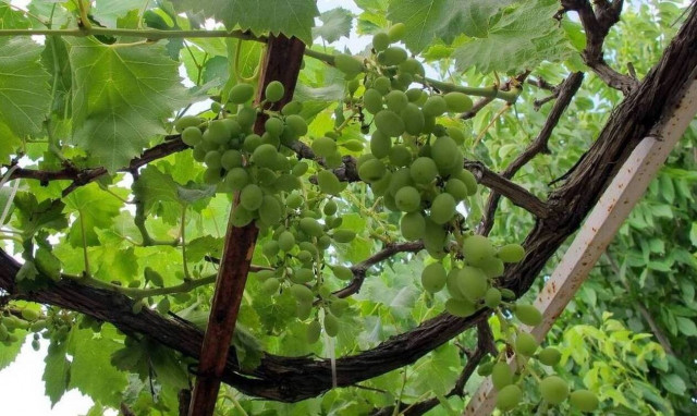 ΚΕΟΣΟΕ: Μειώνονται οι επιλέξιμοι αιτούντες για το μέτρο του «Πράσινου Τρύγου»