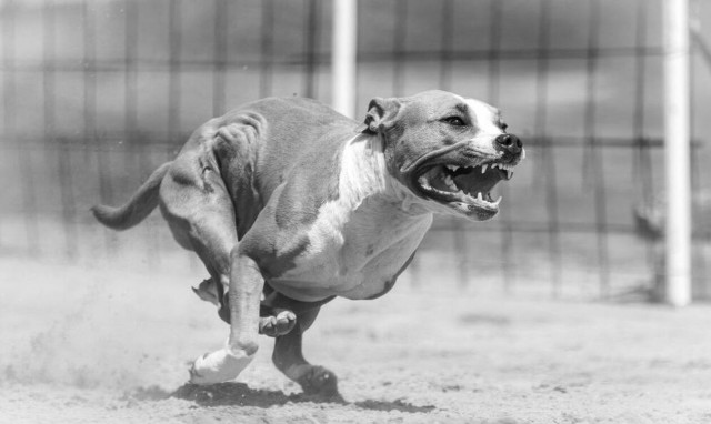 Σοκ στη Μεγάλη Βρετανία: Σκύλος κατασπάραξε 21χρονη - Νεκρή η γυναίκα